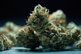 Explore the Unique Characteristics of Fat Bastard Strain Explore the Unique Characteristics of Fat Bastard Strain