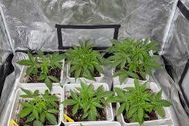 Cannabis Seeds Georgia A Comprehensive Guide to Growing and Buying Cannabis Seeds Georgia A Comprehensive Guide to Growing and Buying