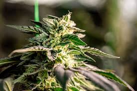 Cannabis Seeds Georgia A Comprehensive Guide to Growing and Buying Cannabis Seeds Georgia A Comprehensive Guide to Growing and Buying