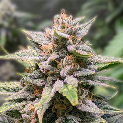 Cannabis Seeds Georgia A Comprehensive Guide to Growing and Buying Cannabis Seeds Georgia A Comprehensive Guide to Growing and Buying