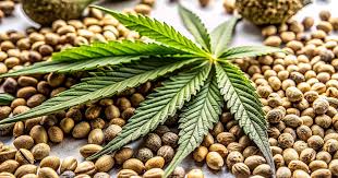 Everything You Need to Know About Sour Diesel Autoflower Everything You Need to Know About Sour Diesel Autoflower