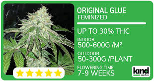 Everything You Need to Know About Sour Diesel Autoflower Everything You Need to Know About Sour Diesel Autoflower